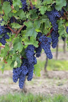Grape vine (Vitis vinifera), Portugieser, with grapes, in late summer, fruit, fruits, grapes, shortly in front of harvest, in front of the harvest, Ellerstadt, Rhineland-Palatinate, Germany