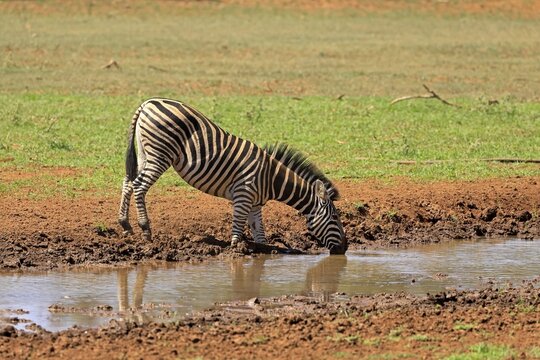 Burchell's zebra (Equus quagga burchelli), Burchell's zebra, adult, at the water, drinking, Mokala National Park, Northern Cape, South Africa