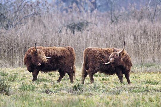 Two Highland cattle (Bos taurus), adult standing in a meadow, Reussspitz nature reserve, Maschwanden, Canton of Zurich, Switzerland