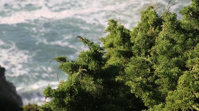Green bush overlooking the restless Atlantic Ocean at Ursa Beach in Portugal