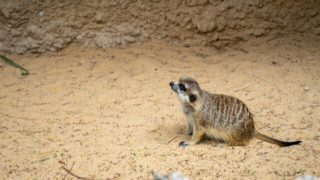 Meerkat or Suricata suricatta or suricate in Safari Park of Dubai, UAE. Small mongoose found in southern Africa