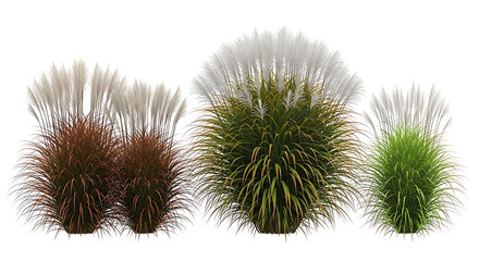 Obraz premium Group of decorative ornamental grasses with fluffy plumes and green reddish-brown foliage isolated on white background ornamental grass pampas grass landscaping isolated decorative miscanthus