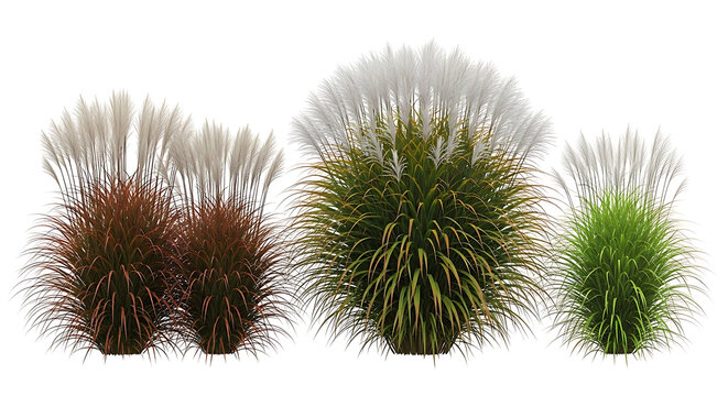 Group of decorative ornamental grasses with fluffy plumes and green reddish-brown foliage isolated on white background ornamental grass pampas grass landscaping isolated decorative miscanthus