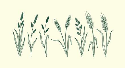 Vintage Hand Drawn Cereal Grain Illustration Set with Wheat Ears Rye and Barley Stalks Line Art © vectorial