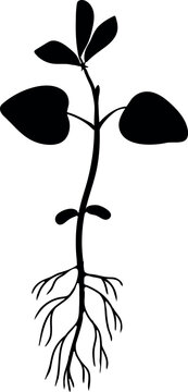 Black silhouette of a young soybean plant (Glycine max ) with roots