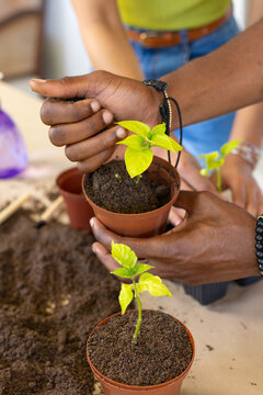 African American partners potting seedlings on table with brown pots, woman in yellow top and jeans