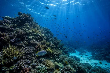 Fotobehang Onderwaterwereld under water ocean / landscape underwater world, scene blue idyll nature Coral reefs fish  © yuda