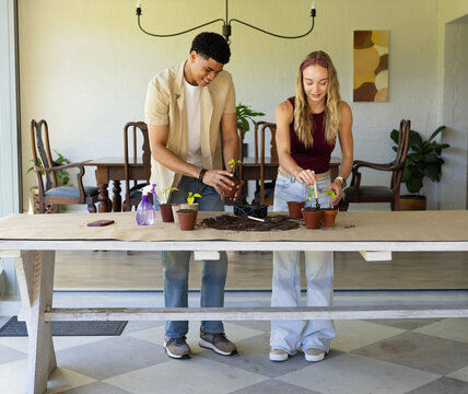 Diverse couple potting seedlings together at sunroom wooden table with soil, trowel, spray bottle