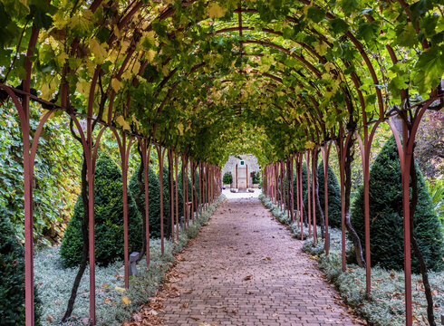 vine cover path in Spanish winery