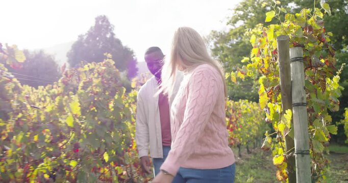 Diverse couple walking vineyard row, woman touching leaves leading man twirling her, hugging in sun