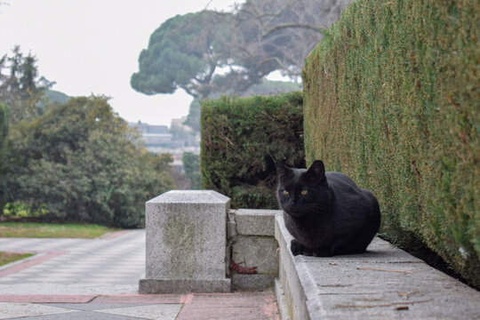 Black cat resting on stone bench in Parque del Retiro, Madrid