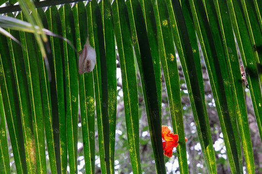Northern Ghost Bat - diclidurus albus with orange flower