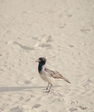 bird on the beach