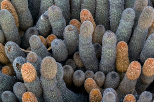 close up of lava cactus  - brachycereus nesioticus - on the galapagis islands