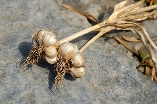 surface bulbs with papery skin on stone garlic