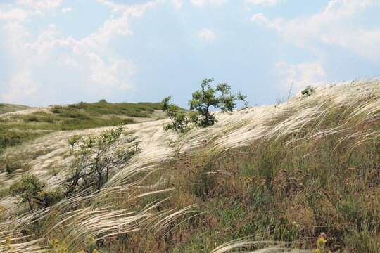 Feather grass in the wind in the steppe.