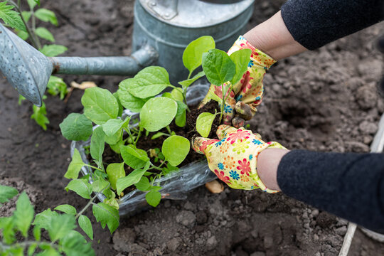 Hands Transplanting Seedlings in Garden Soil. Close-up of gloved hands removing young vegetable seedlings from a tray for planting in rich garden soil.