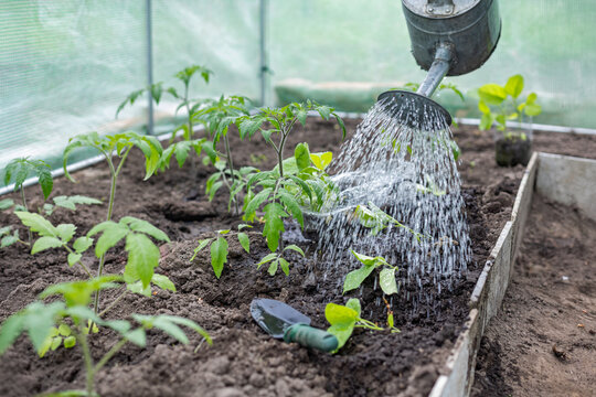 Watering Vegetable Seedlings in Greenhouse Bed. Metal watering can pours water over young vegetable seedlings growing in rich soil inside a greenhouse bed.