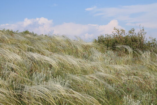 Feather grass in the wind in the steppe.