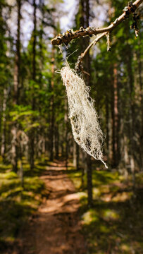 Horsehair lichen (Bryoria) hanging from a branch with a forest path in the background