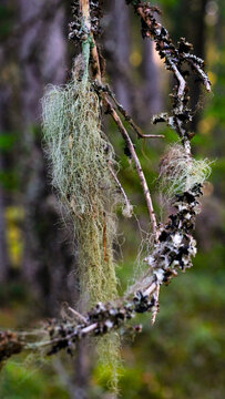 Horsehair lichen (Bryoria) hanging from a branch