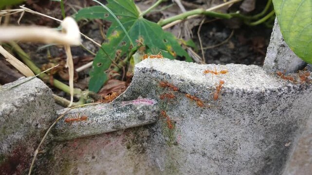 Red weaver ants (Oecophylla smaragdina) crawl along a concrete edge in a garden. Close-up of the industrious insects moving across a textured surface with green foliage in the background.