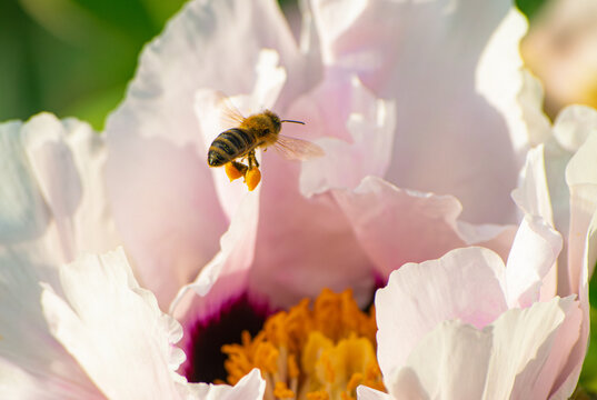 bee pollinating on beautiful blooming flowers, closeup