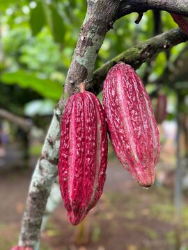 Red Fruit Cacao Pods to Make Chocolate