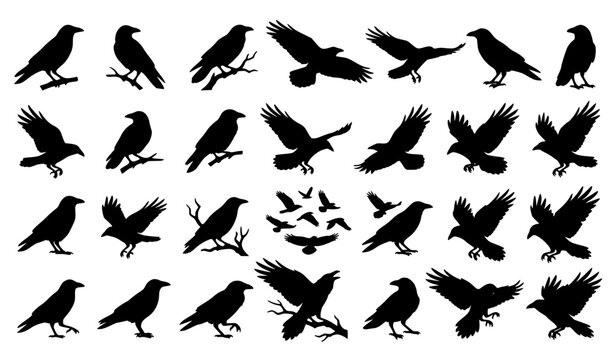 Crow and raven silhouette set vector illustration black halloween bird clipart