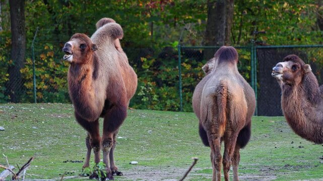 The Bactrian camel, Camelus bactrianus is a large, even-toed ungulate native to the steppes of Central Asia. The Bactrian camel has two humps on its back