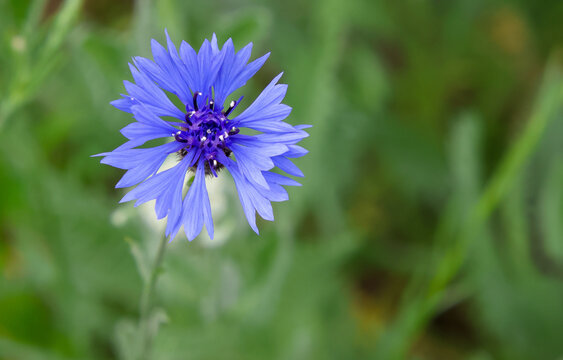 bleuet