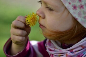 Side profile portrait of young toddler girl holding and smelling blooming dandelion flower in spring park. Warm sunlight and soft green background highlight peaceful childhood moment outdoors. © Karolina