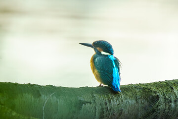 Zimorodek zwyczajny (Alcedo atthis) siedzący na gałęzi nad wodą. Kolorowy ptak o błękitnym upierzeniu w naturalnym środowisku. Portret dzikiej przyrody, ornitologia i fauna. © Henryk Niestrój