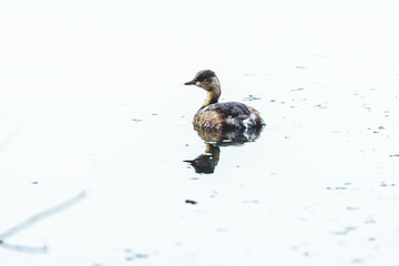 Perkozek zwyczajny (Tachybaptus ruficollis) płynący po tafli jeziora. Mały ptak wodny w naturalnym środowisku. Portret dzikiej przyrody, polska ornitologia i fauna wodna. © Henryk Niestrój
