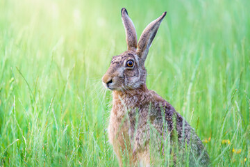 Dziki zając szarak (Lepus europaeus) siedzący w wysokiej trawie na zielonej łące. Portret zwierzęcia w naturalnym środowisku o poranku. Przyroda i polna fauna. © Henryk Niestrój