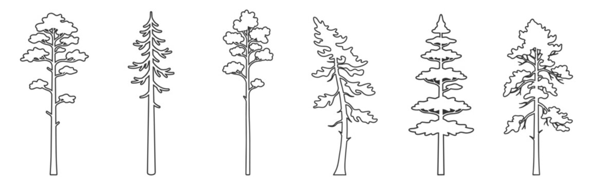 outline pine trees set black line art vector illustration on transparent background