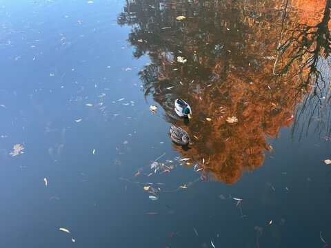 two ducks on lake