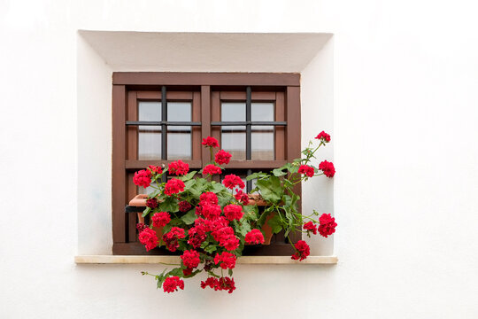 Red flowers blooming beneath a traditional wooden window