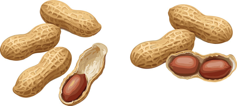 Set of realistic peanut vector illustrations featuring whole roasted peanuts in shells, cracked open shells, and brown nut seeds isolated on white background for snack packaging.