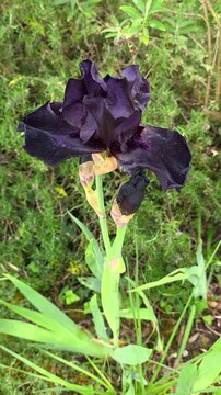 Rare black iris flower blooming in a garden, close-up of dark purple velvety bearded iris with buds on green foliage background, elegant and dramatic botanical nature