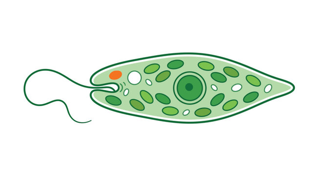 Illustration of a green eukaryotic cell with various organelles and flagellum