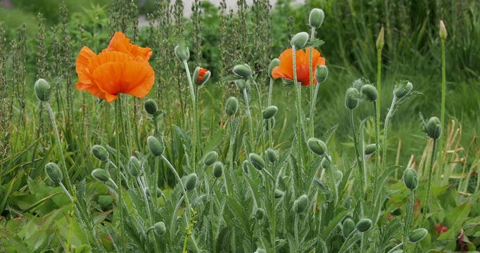 (Papaver orientale) Fleurs solitaires de pavot oriental &agrave; p&eacute;tales soyeux et chiffon&eacute;s rouge carmin et boutons floraux sur hautes tiges soyeuse au feuillage vert, d&eacute;coup&eacute; et poilu d&eacute;corant un parterre
