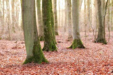 Obraz premium Empty, trunk and trees in forest for autumn season for environment, ecosystem and conservation. Background, woods and foliage with leaves, nature and branches for growth, location and terrain