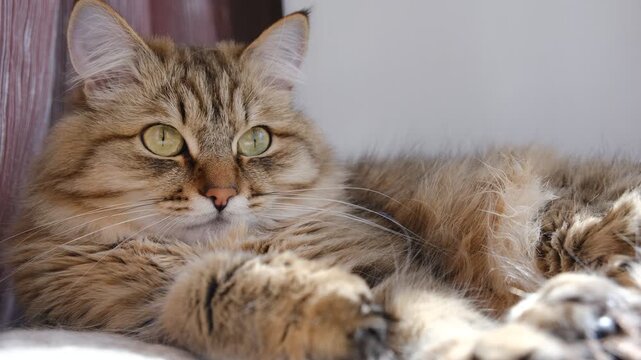 Cute young cat relaxing on the balcony, lounge, living room, domestic life, Tabby cat. Funny pets. Curiosity, delight, interest. Gazing thoughtfully, enjoying a peaceful moment.