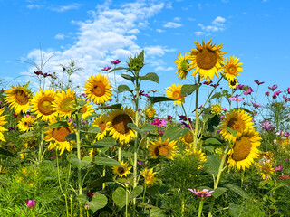 Colorful field of blooming sunflowers and wildflowers beneath a vivid blue sky with scattered clouds, capturing the beauty of summer in a natural meadow landscape. Raleigh, North Carolina © Ryan
