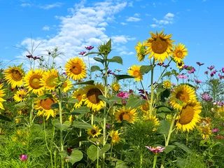 Fototapeten Pflanzen Colorful field of blooming sunflowers and wildflowers beneath a vivid blue sky with scattered clouds, capturing the beauty of summer in a natural meadow landscape. Raleigh, North Carolina  © Ryan