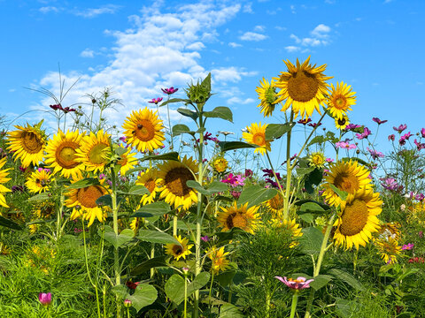 Colorful field of blooming sunflowers and wildflowers beneath a vivid blue sky with scattered clouds, capturing the beauty of summer in a natural meadow landscape. Raleigh, North Carolina