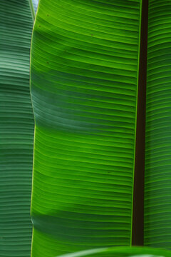 Banana Leaf Natural Green Texture Background