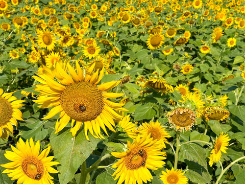 Thousands of vibrant sunflowers blanket the landscape at Dorothea Dix Park in Raleigh, North Carolina, creating a stunning late-summer display of color and texture.