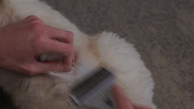 Pet grooming session. Woman carefully combing long haired cat on carpet using pink slicker brush. Calm woman gently brushes her longhaired feline to manage shedding effectively